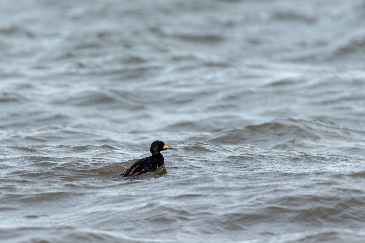 Black Scoter - Dan Watson