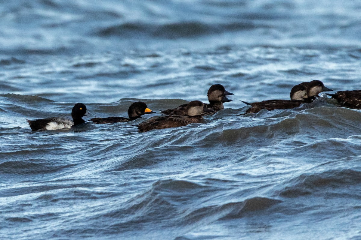 Lesser Scaup - Dan Watson