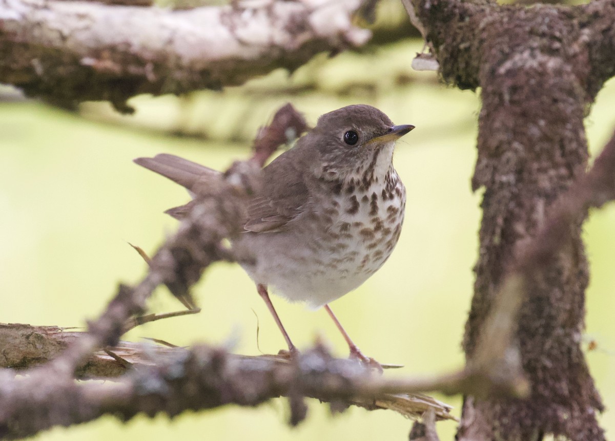 Gray-cheeked Thrush - Everett Clark