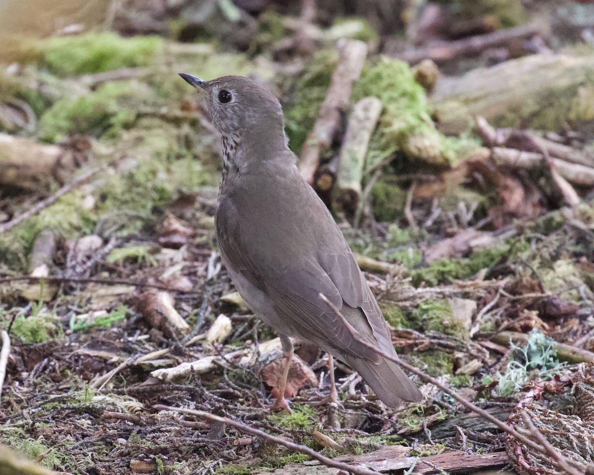 Gray-cheeked Thrush - ML619262394