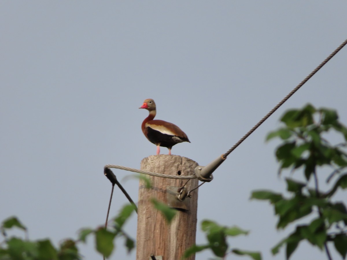 Black-bellied Whistling-Duck - Candy McNamee