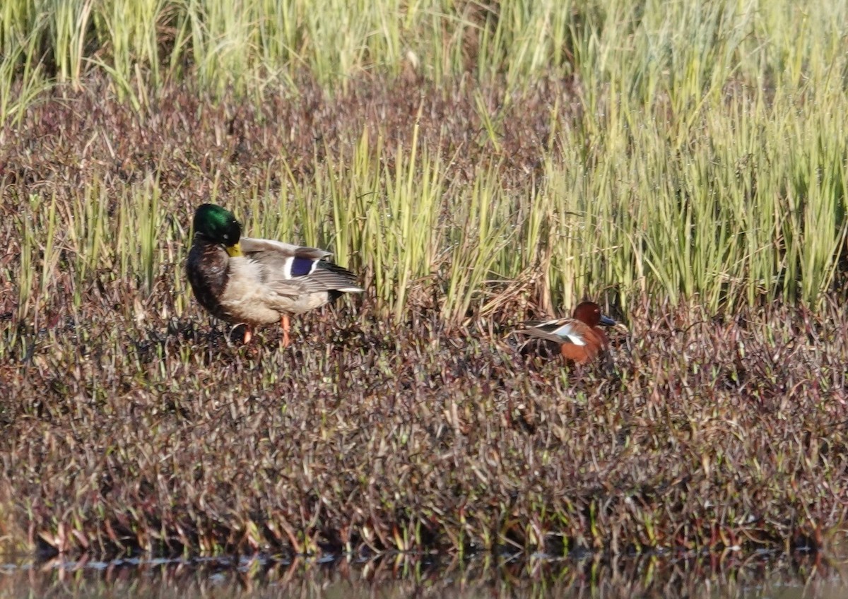 Cinnamon Teal - Kristine Sowl