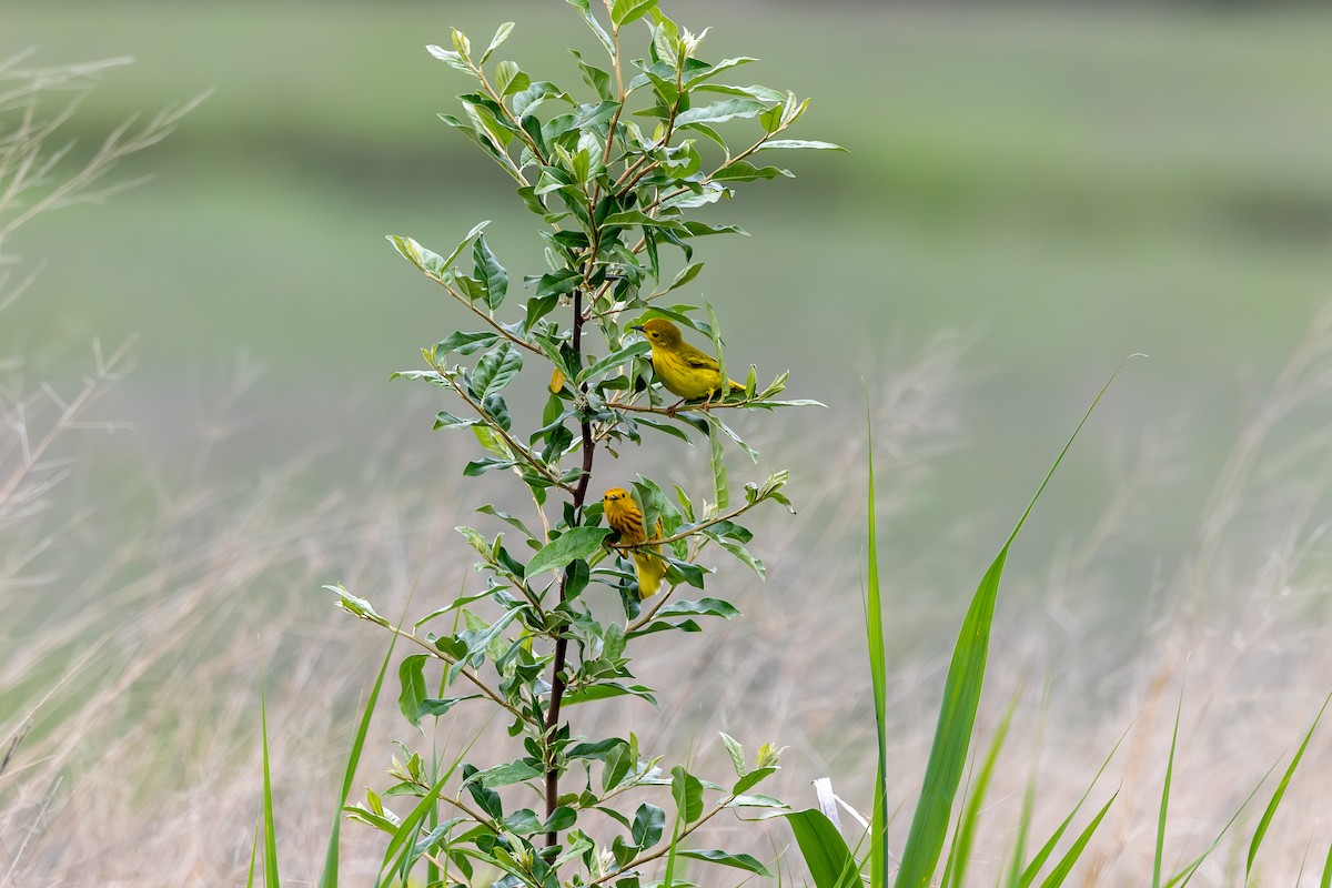 Yellow Warbler - ML619262414