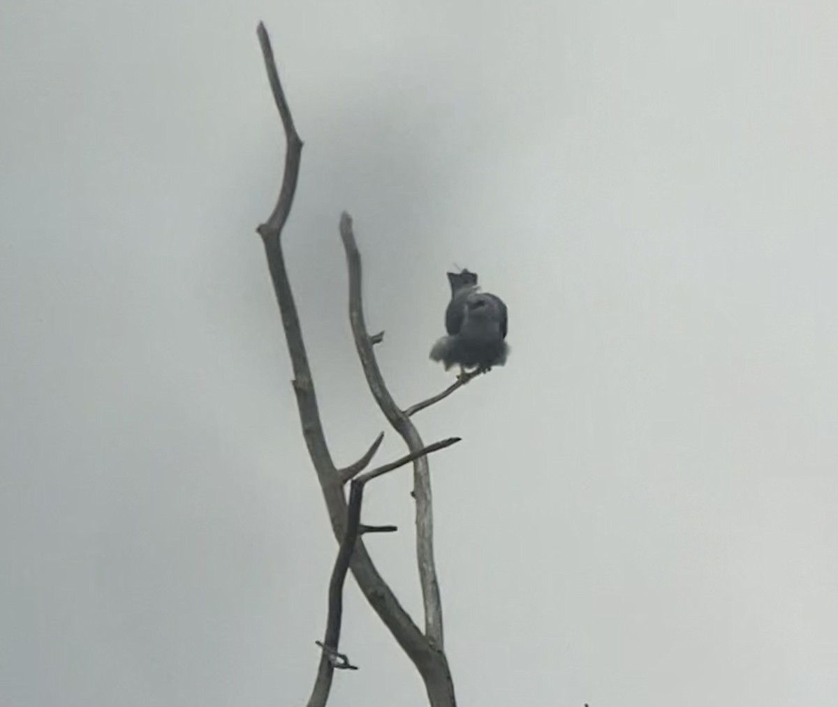 Mississippi Kite - Jonathan DeBalko