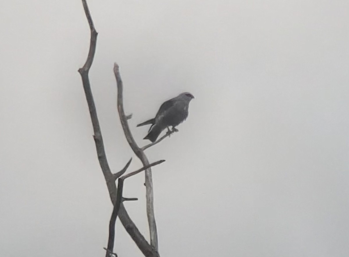 Mississippi Kite - Jonathan DeBalko