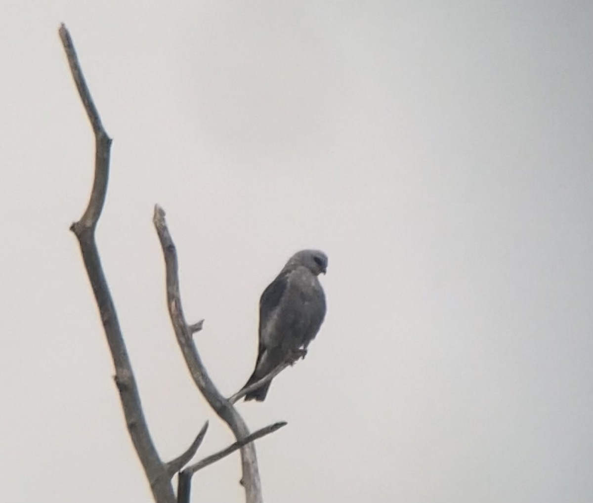 Mississippi Kite - Jonathan DeBalko