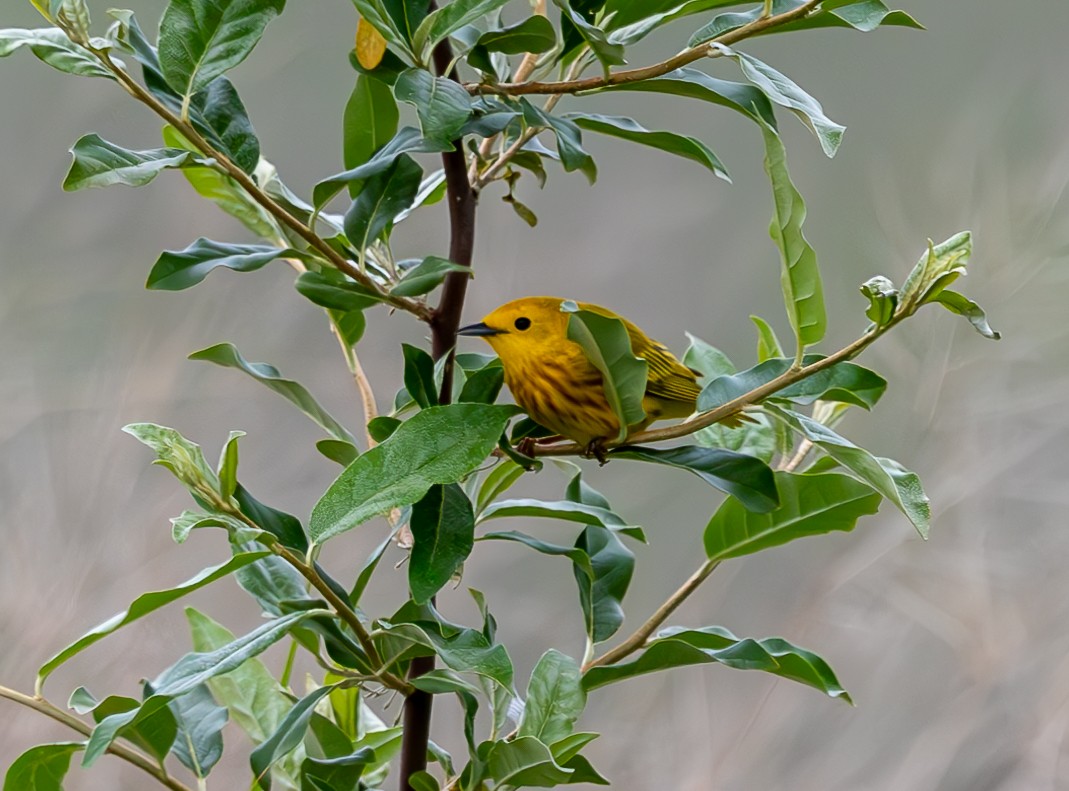 Paruline jaune - ML619262437