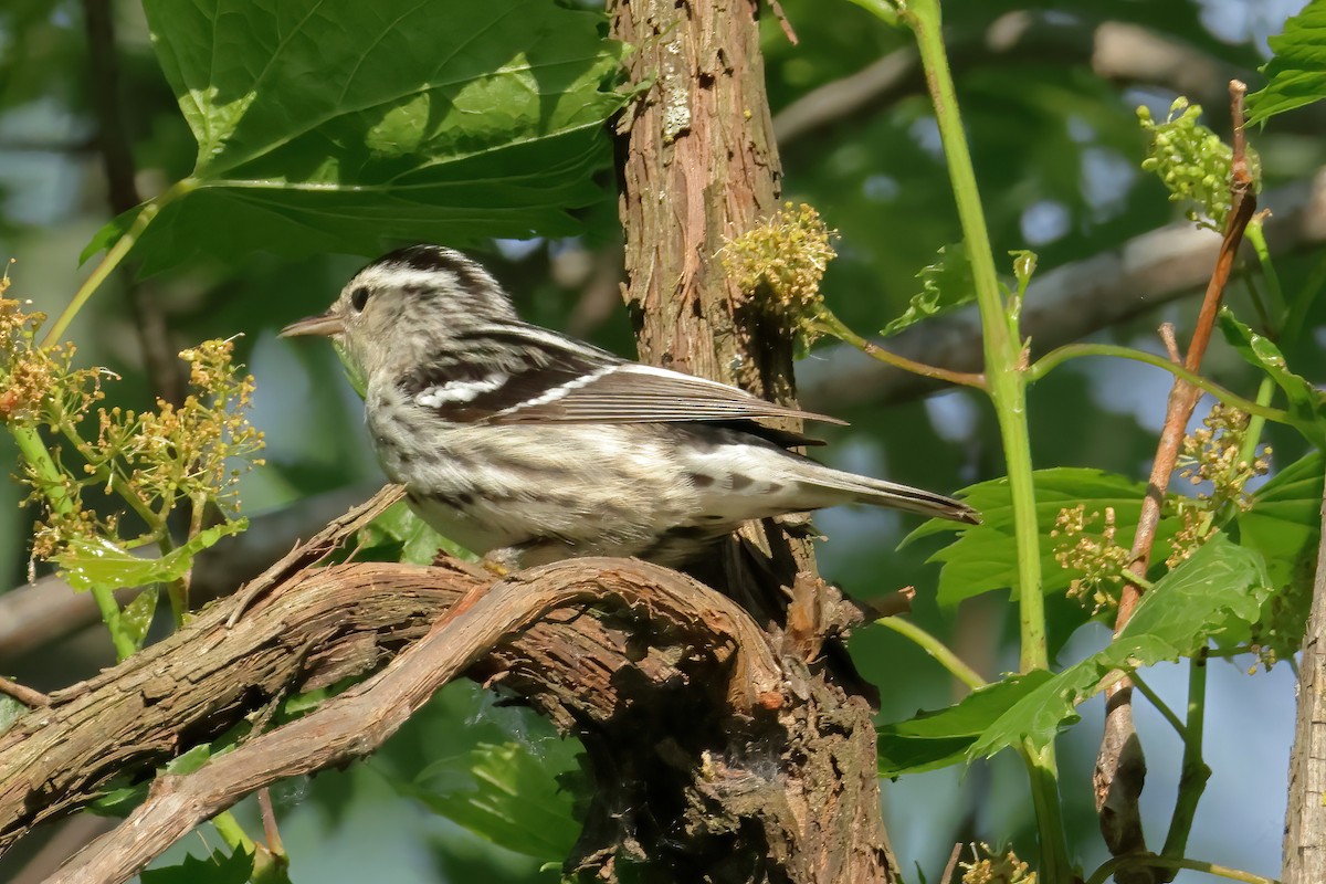 Black-and-white Warbler - Charlie Arp