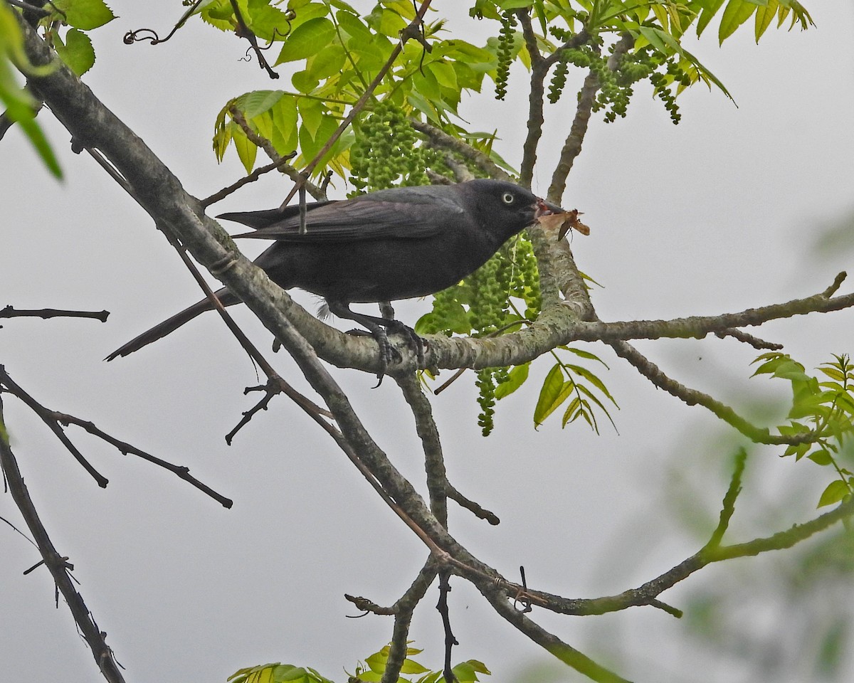 Common Grackle (Florida/Purple) - ML619262453