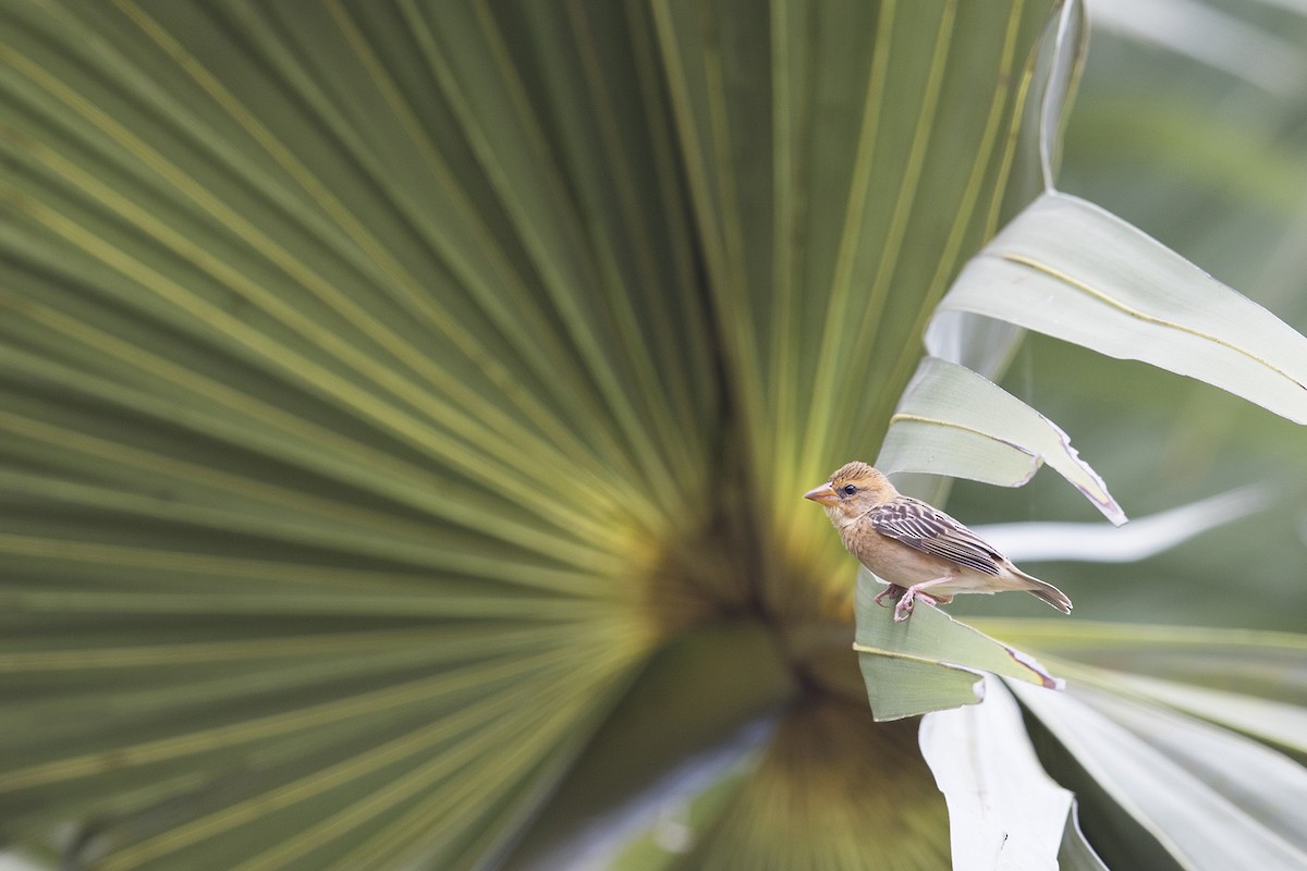 Baya Weaver - ML619262462