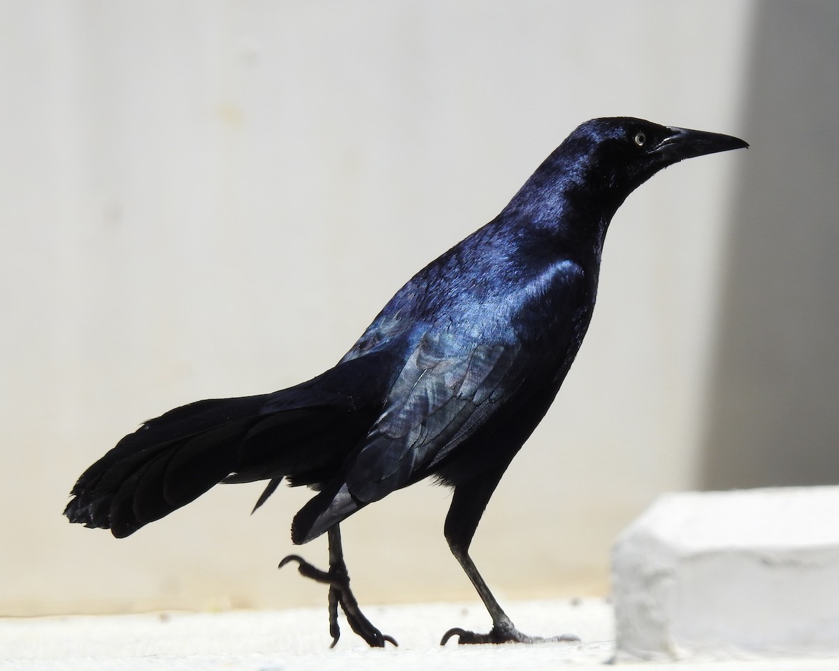 Great-tailed Grackle - Anonymous