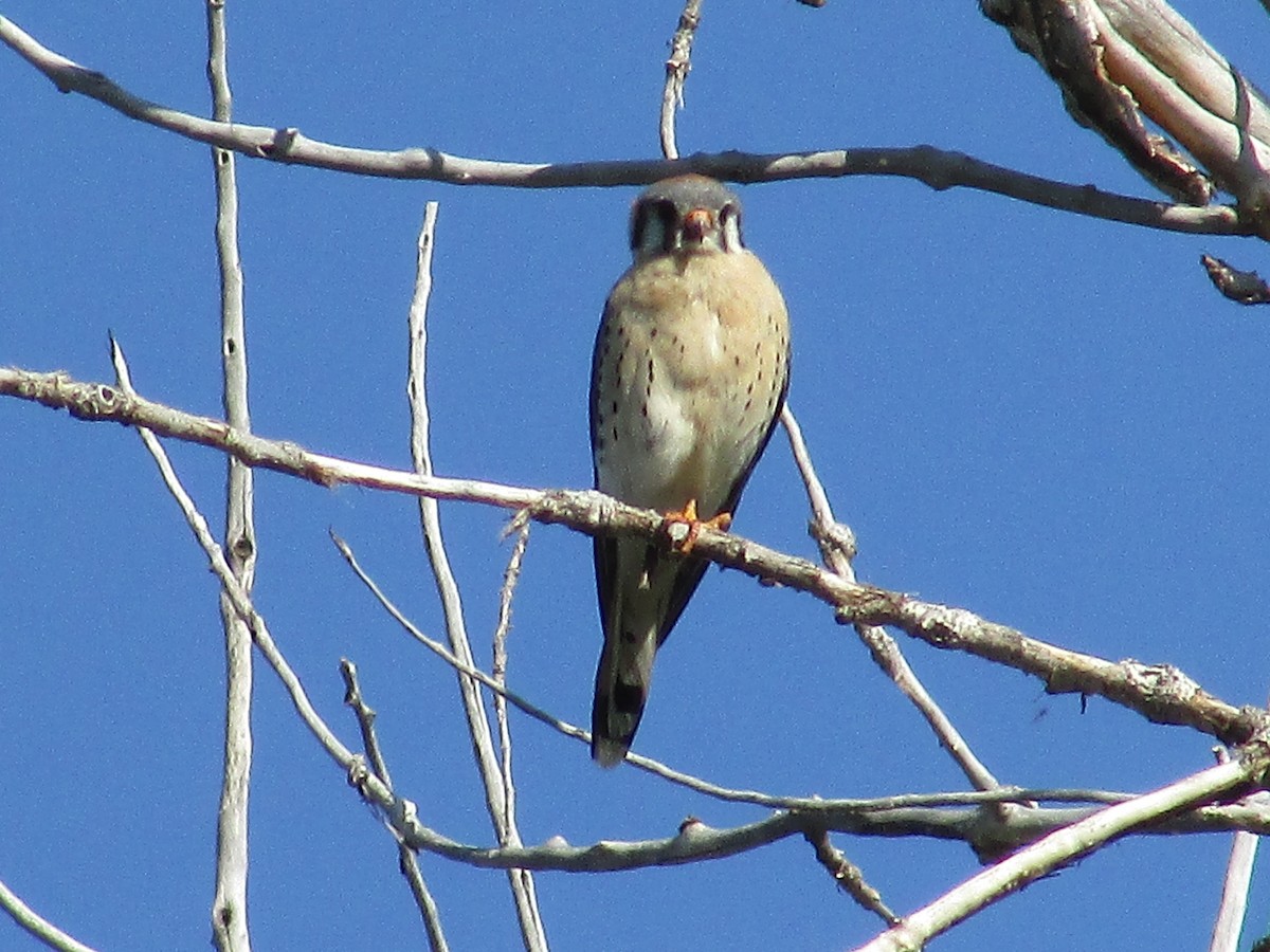 American Kestrel - Felice  Lyons