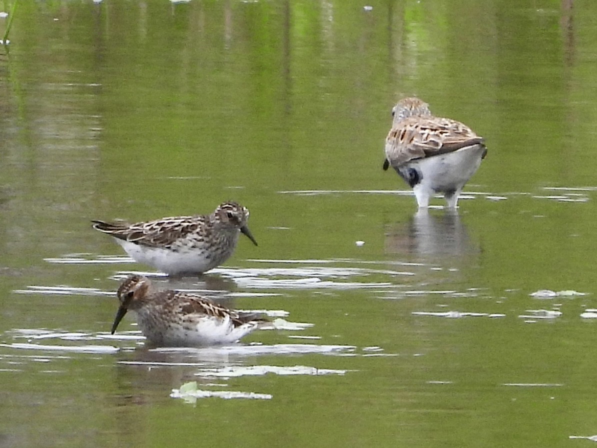 Least Sandpiper - Stella Miller