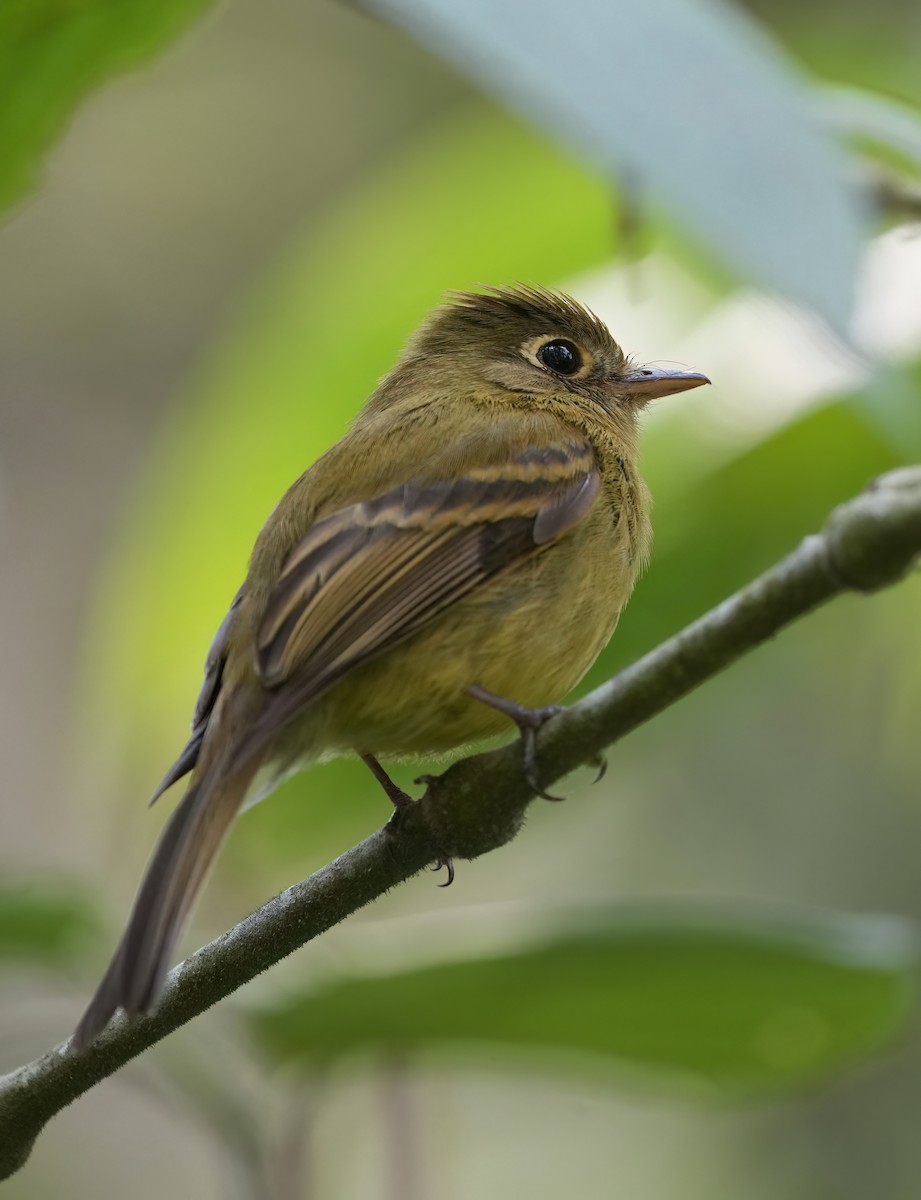 Yellowish Flycatcher - Pete Sole