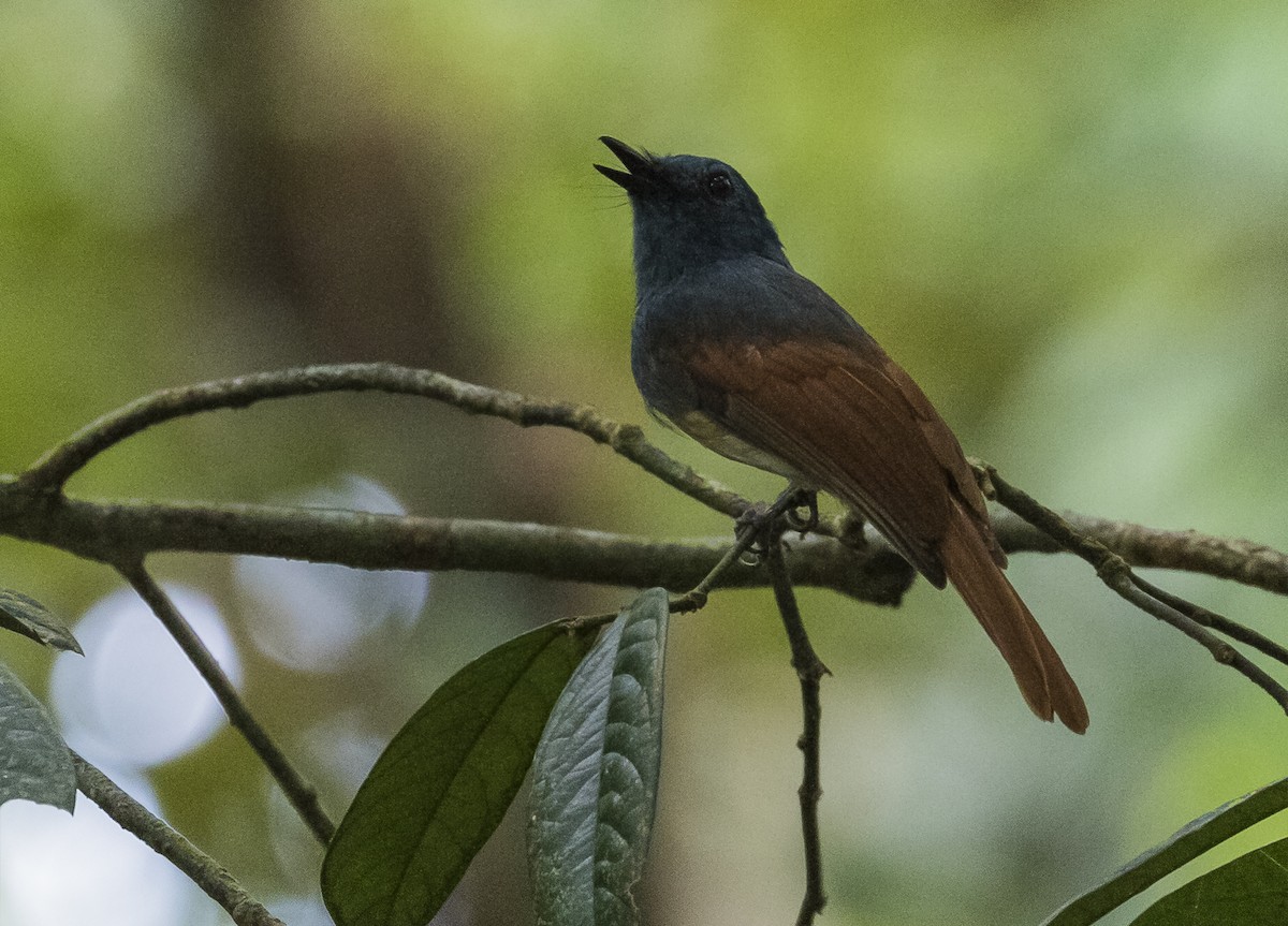 Rufous-winged Philentoma - John le Rond