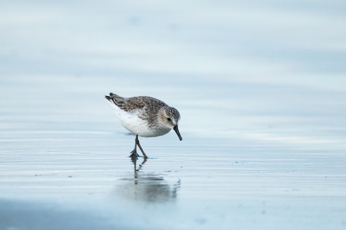 Semipalmated Sandpiper - ML619262496