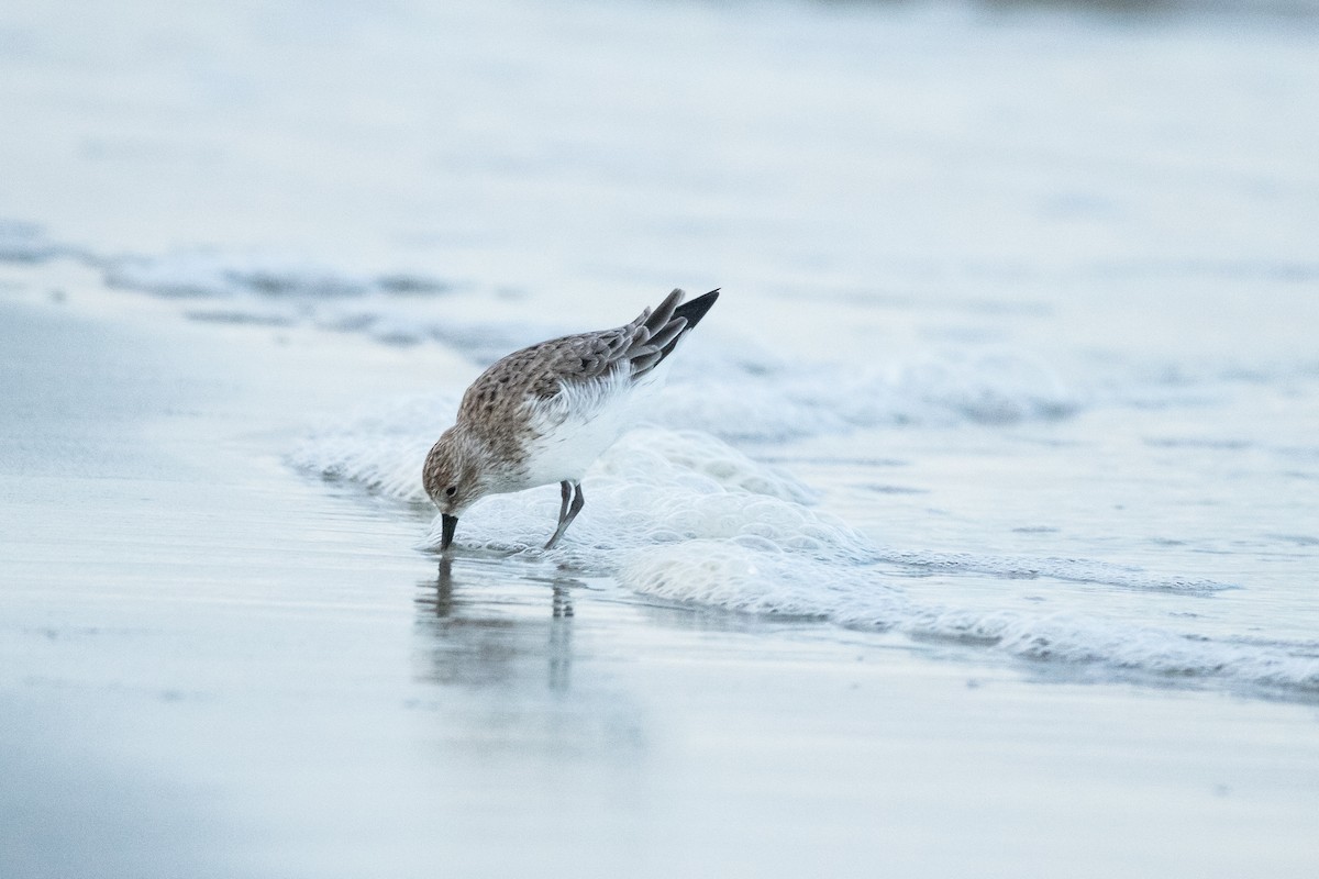 Semipalmated Sandpiper - ML619262497