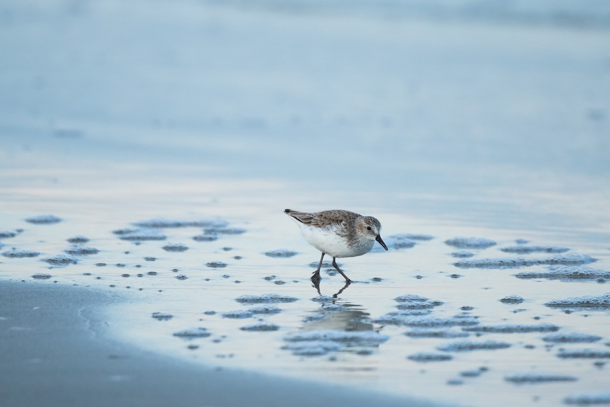 Semipalmated Sandpiper - ML619262498