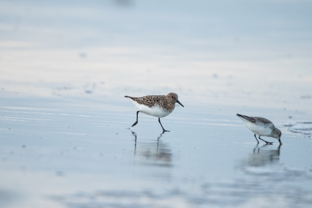 Sanderling - Dan Watson