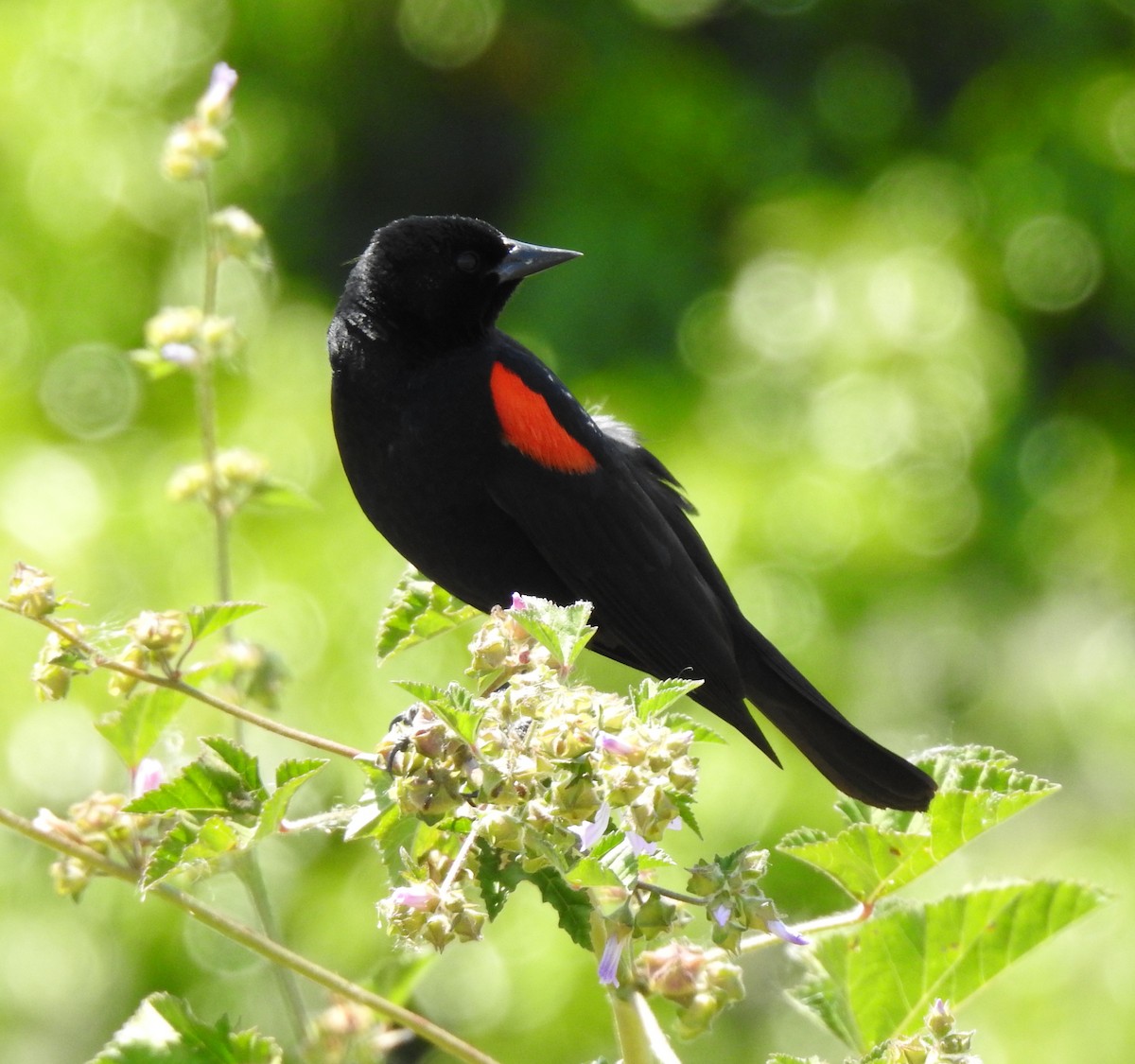 Red-winged Blackbird - Anonymous