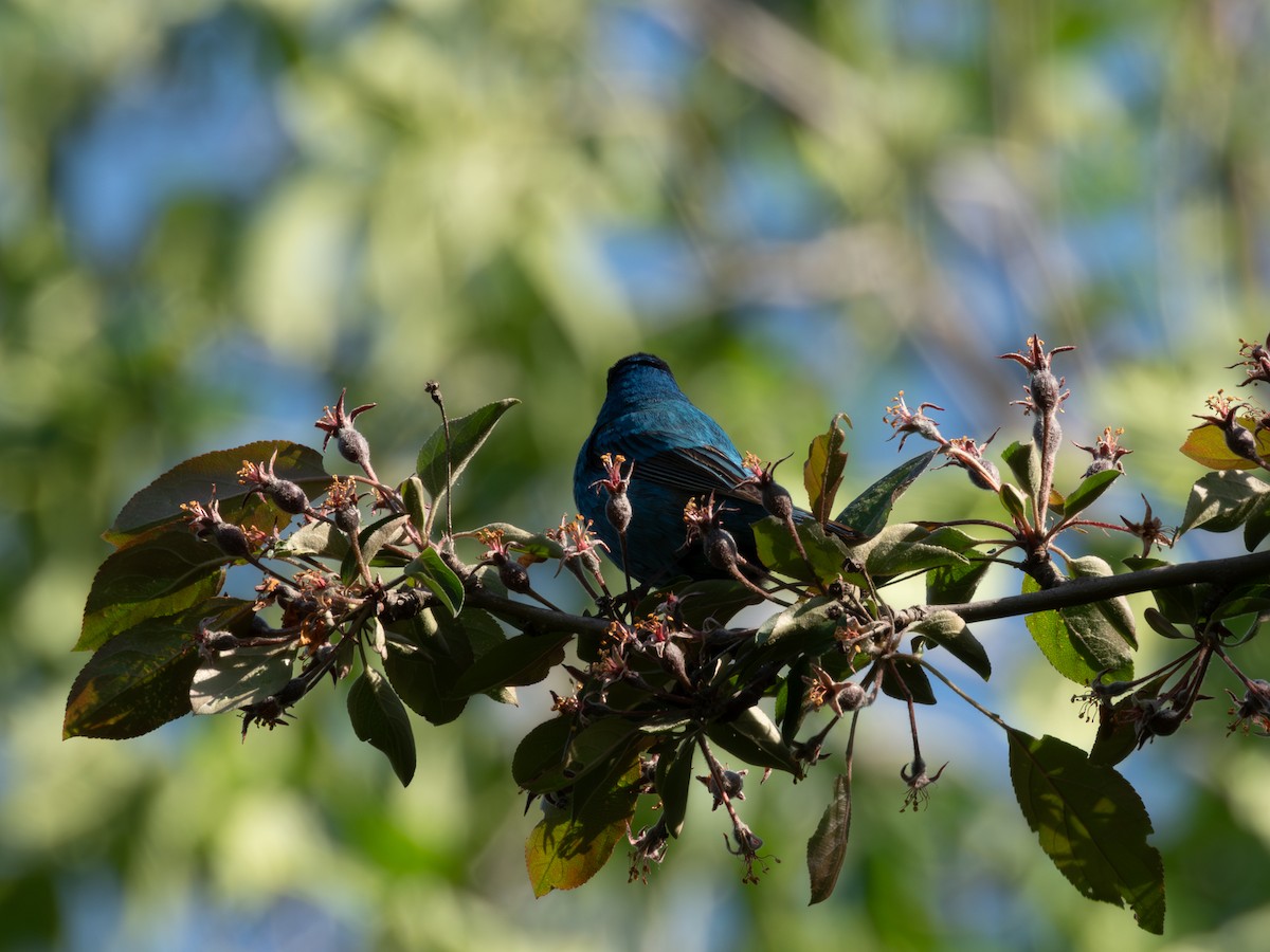 Indigo Bunting - Joshua Baker