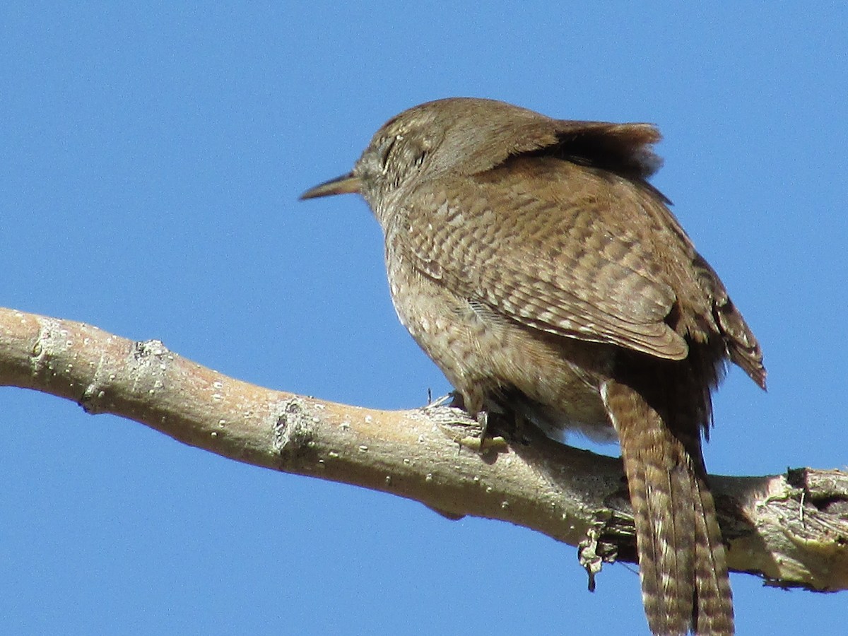 House Wren - Felice  Lyons