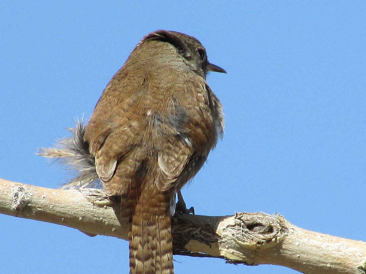 House Wren - Felice  Lyons