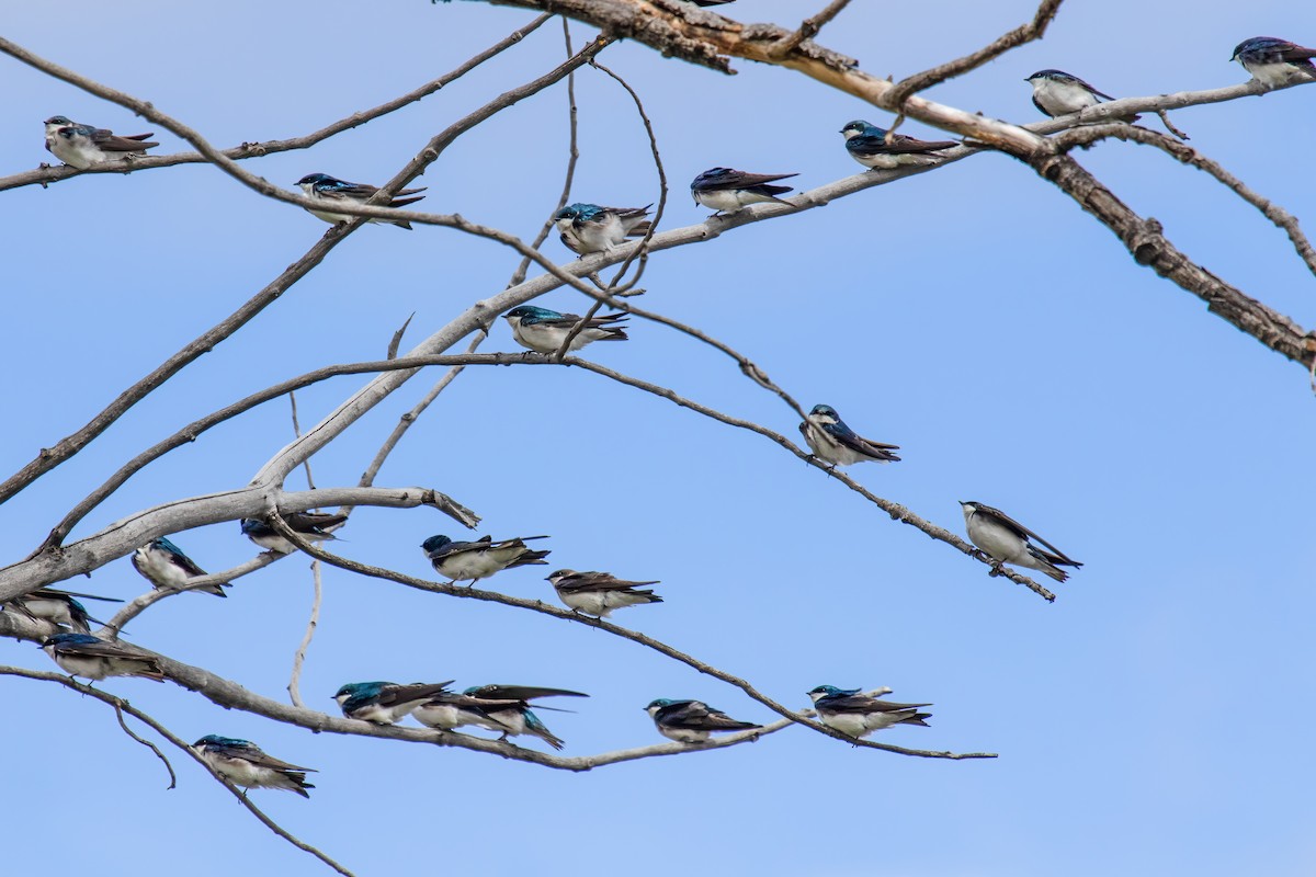 Tree Swallow - Janet Hill