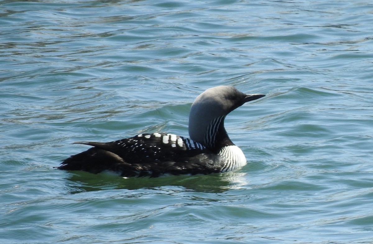 Pacific Loon - Anonymous