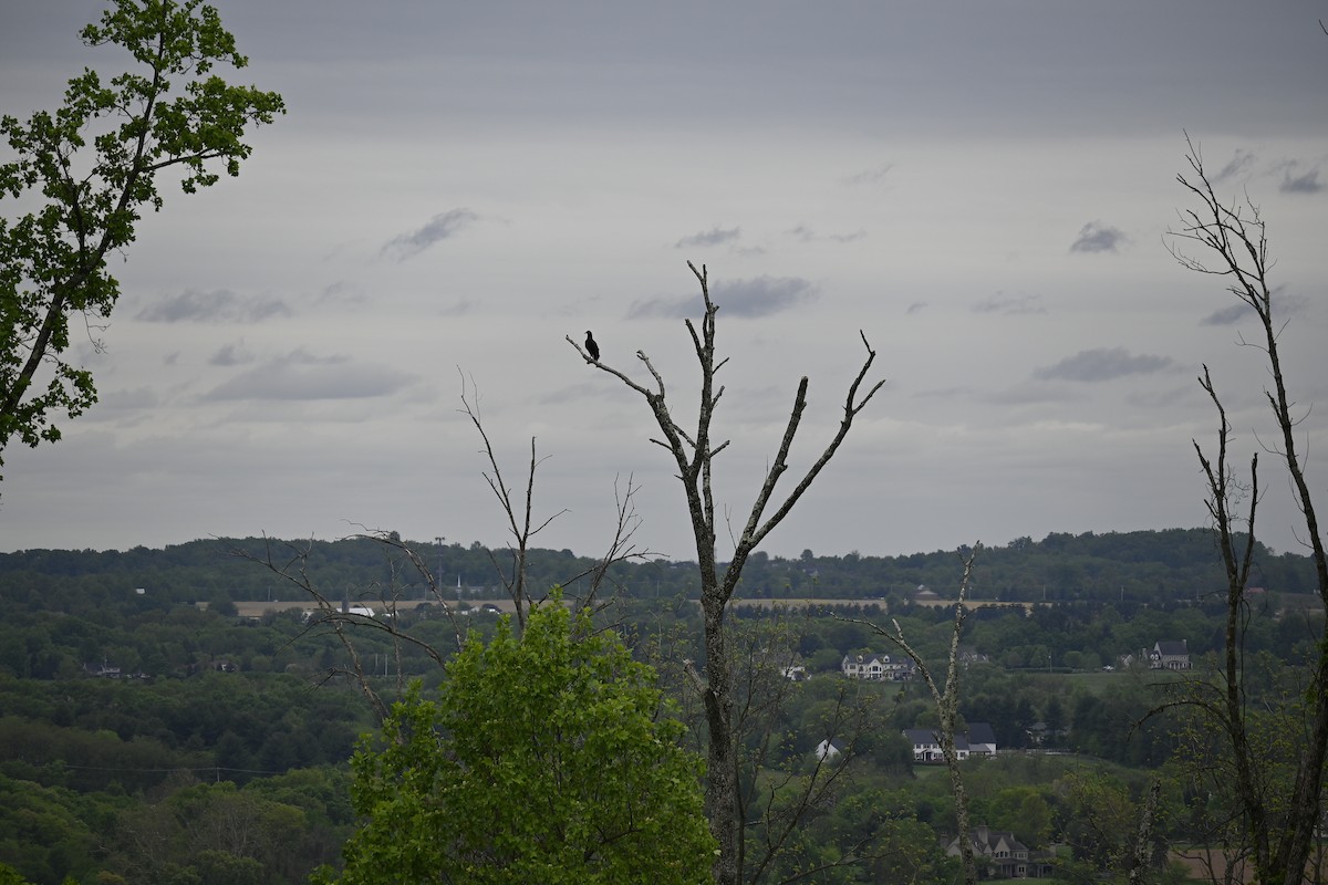 Turkey Vulture - Frankie Warrell