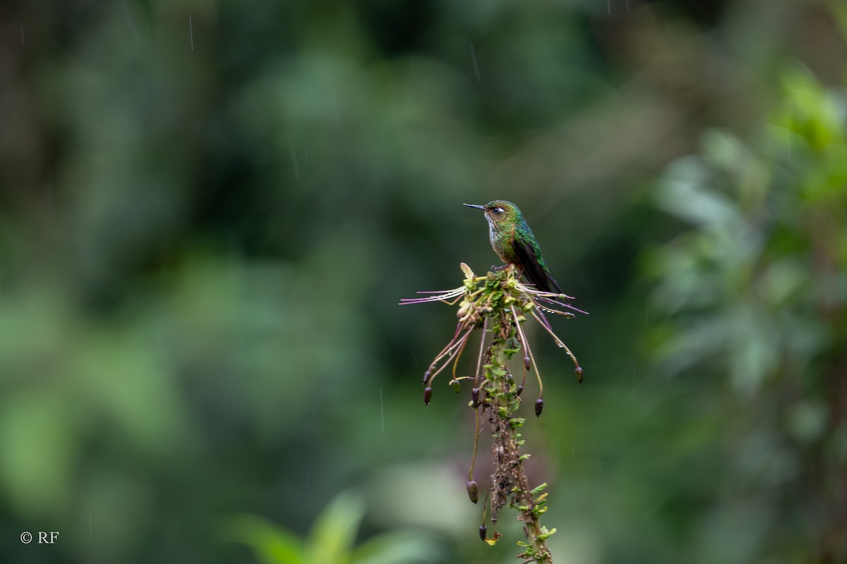 kolibřík ostrozobý - ML619262561