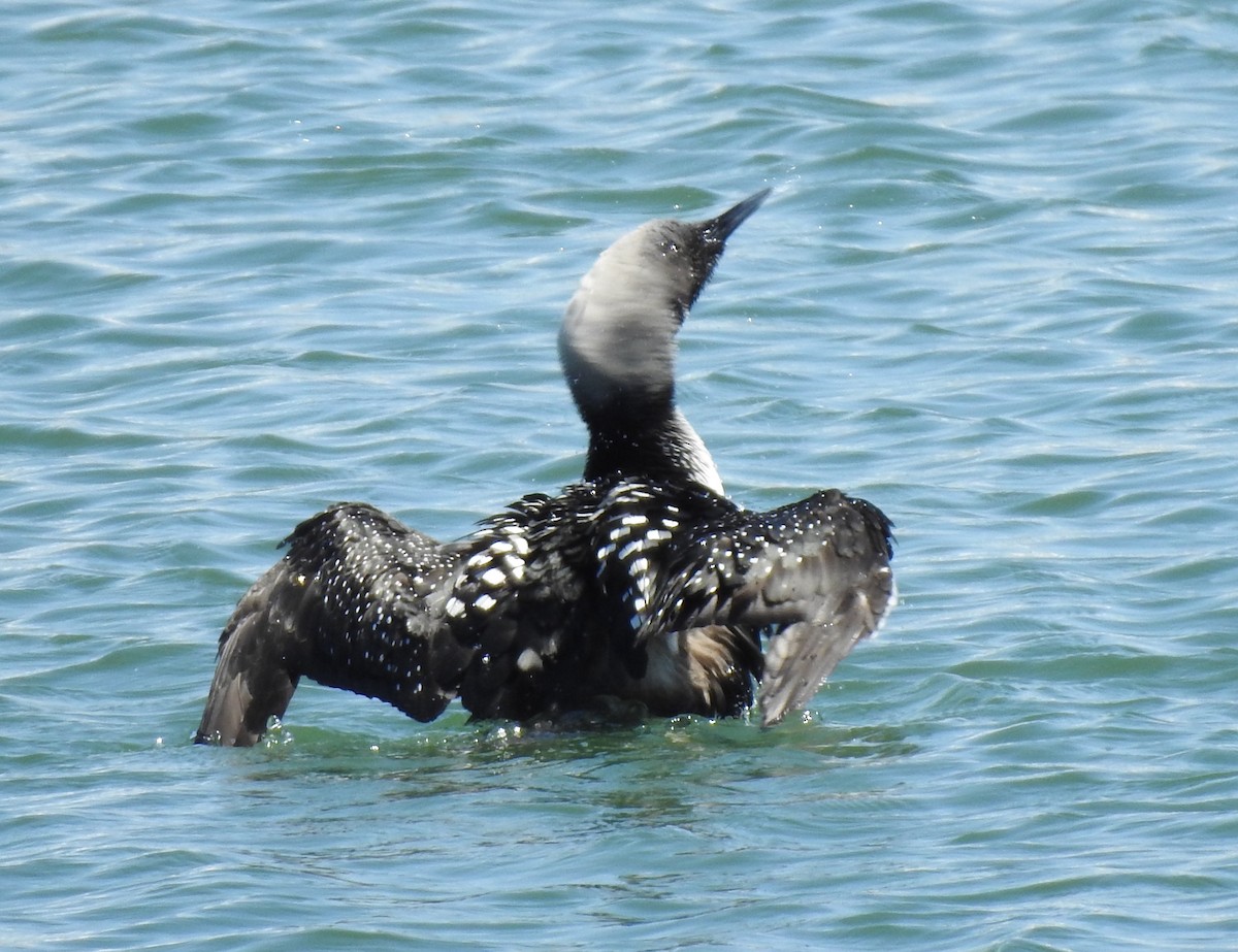 Pacific Loon - Anonymous