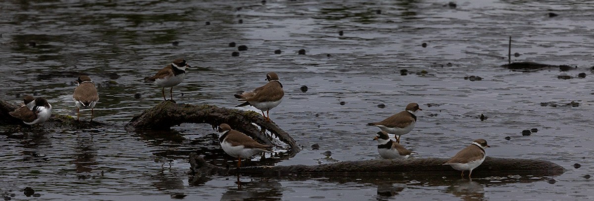 Semipalmated Plover - ML619262581