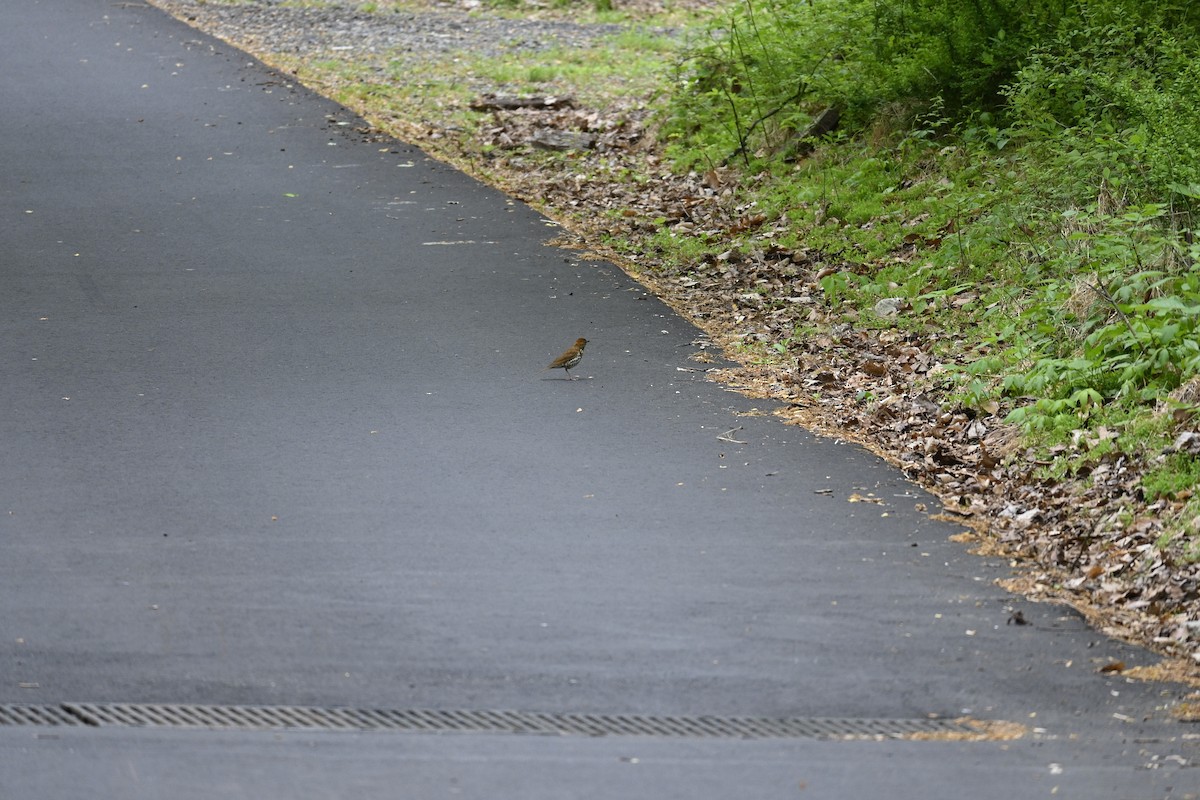 Wood Thrush - Frankie Warrell