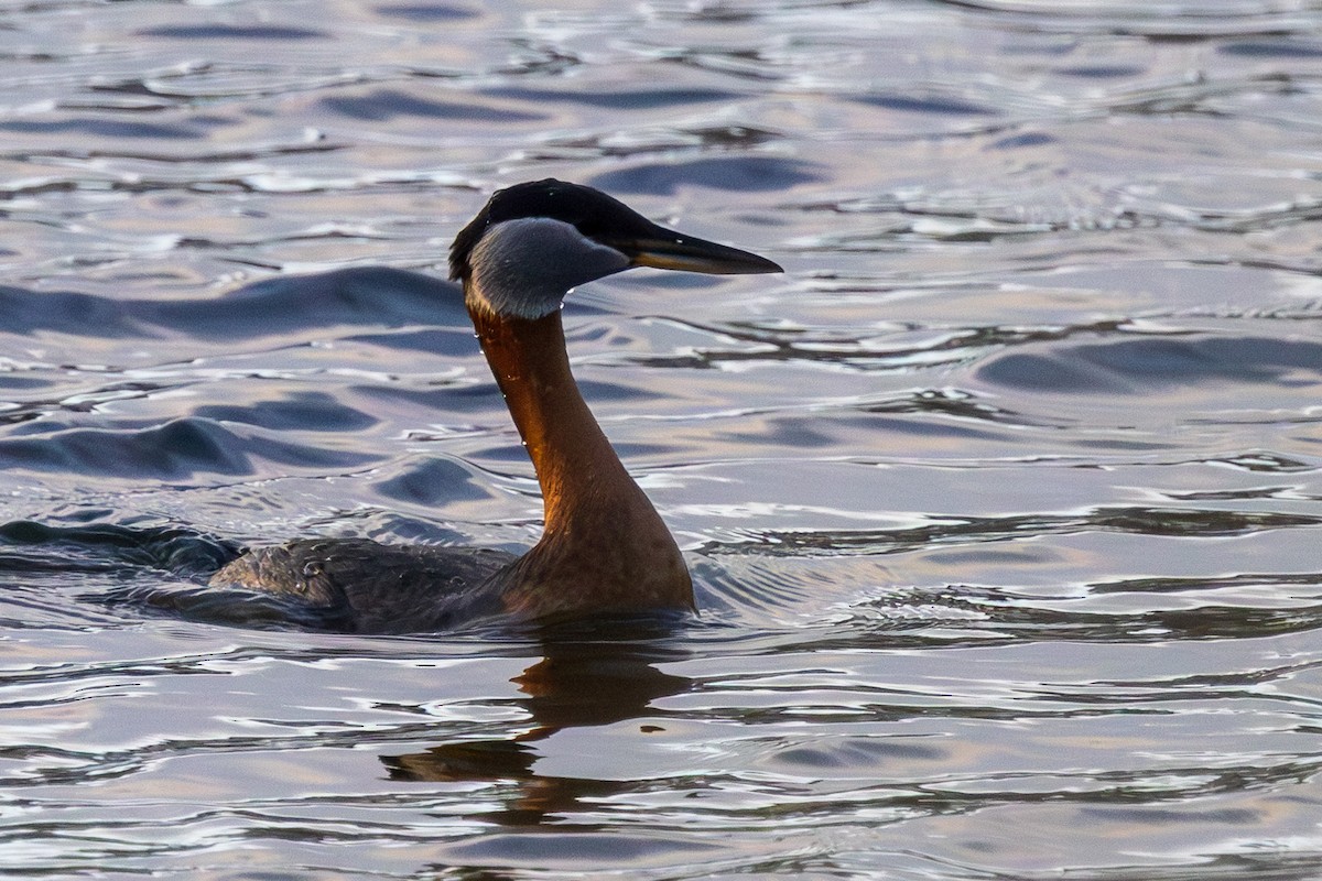 Red-necked Grebe - ML619262583