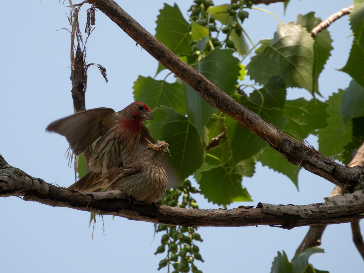 House Finch - Joshua Baker