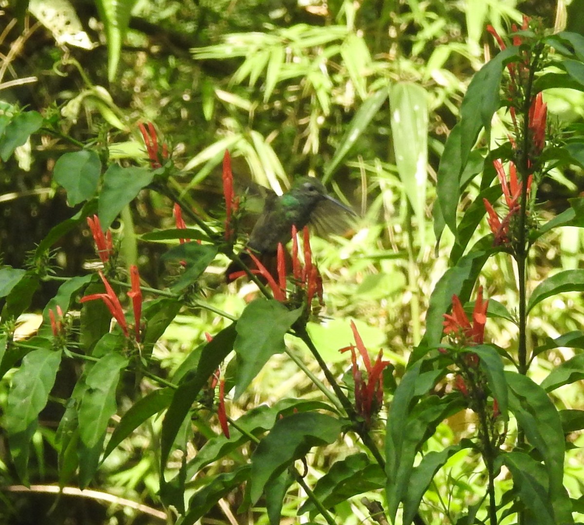 kolibřík pestrý - ML619262606