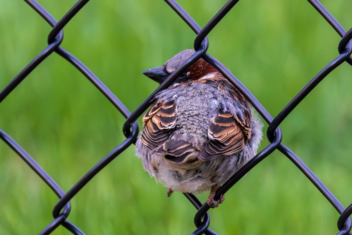 House Sparrow - Andrew Hart