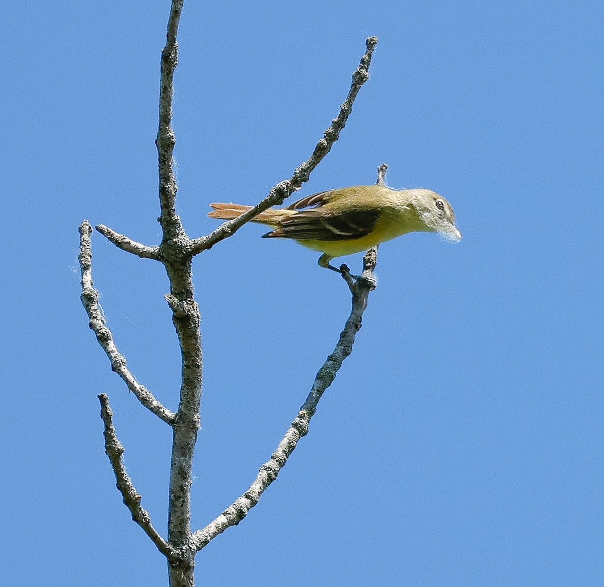 Bell's Vireo - ML619262612