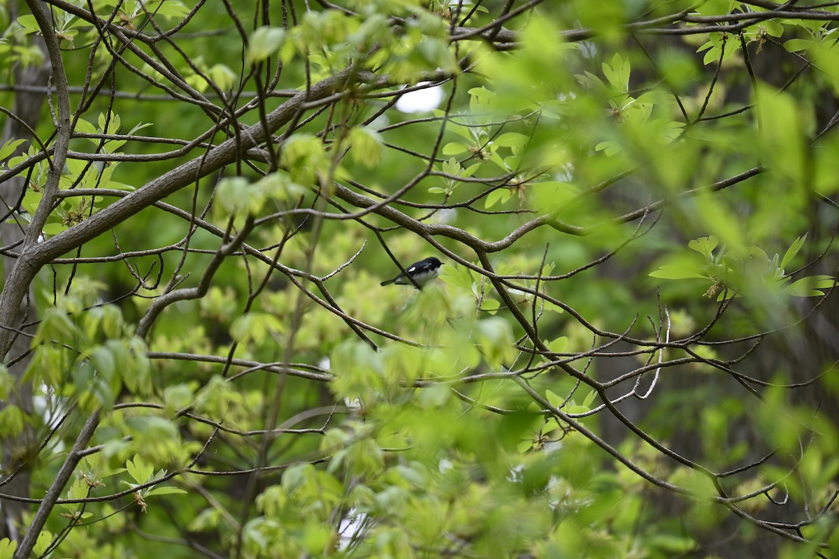 Black-throated Blue Warbler - Frankie Warrell