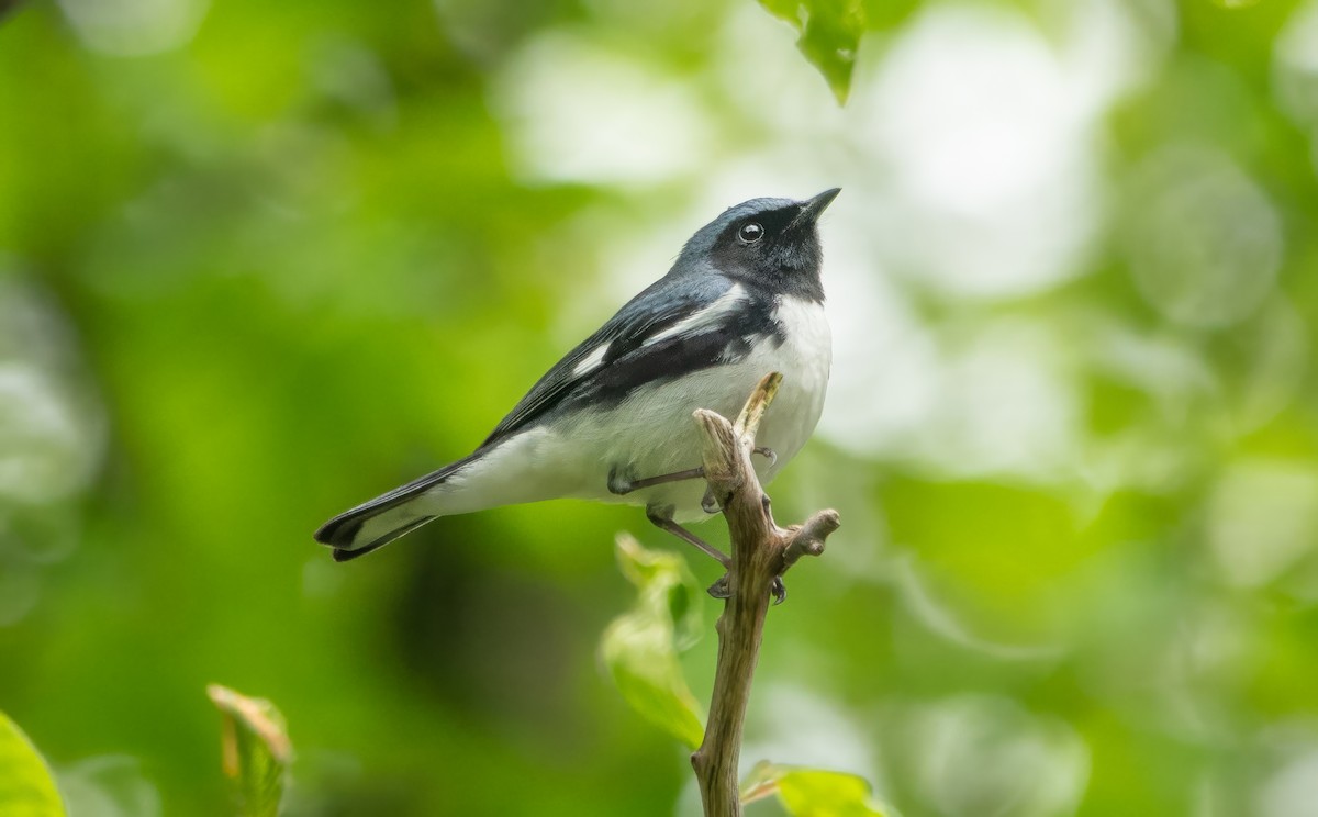 Black-throated Blue Warbler - Gale VerHague