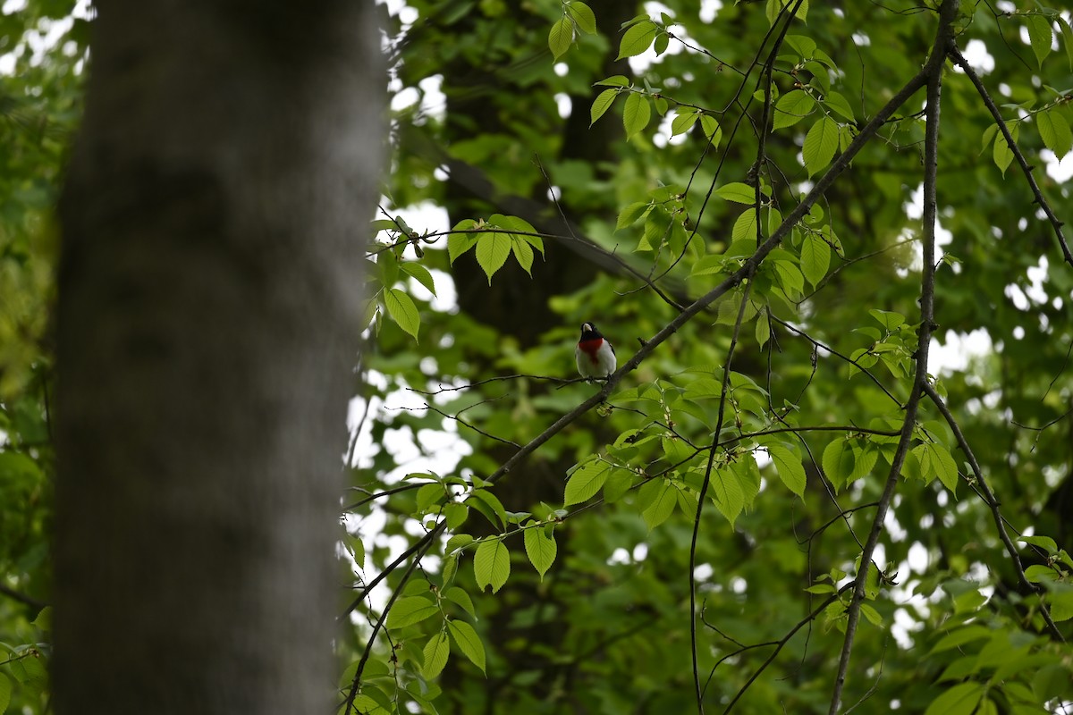 Rose-breasted Grosbeak - Frankie Warrell