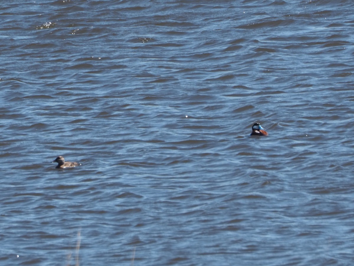 Ruddy Duck - John Hiebert