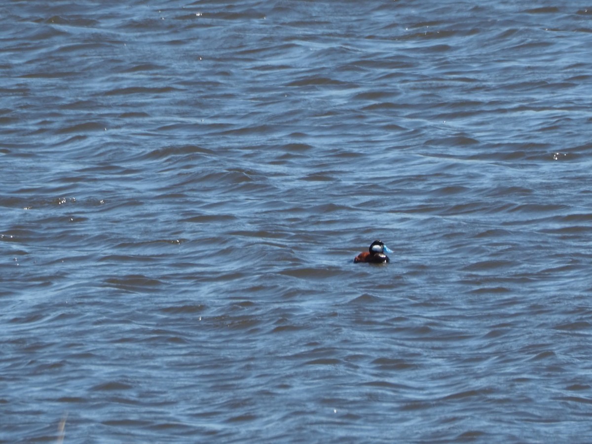 Ruddy Duck - John Hiebert