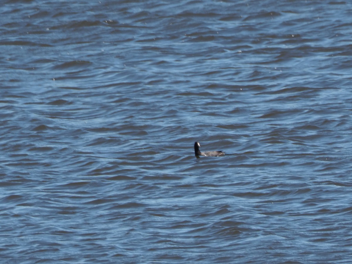 Ruddy Duck - John Hiebert