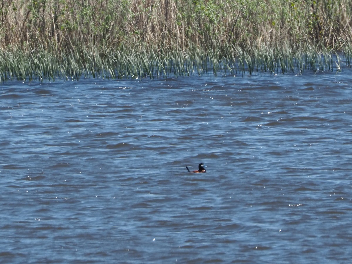 Ruddy Duck - ML619262652