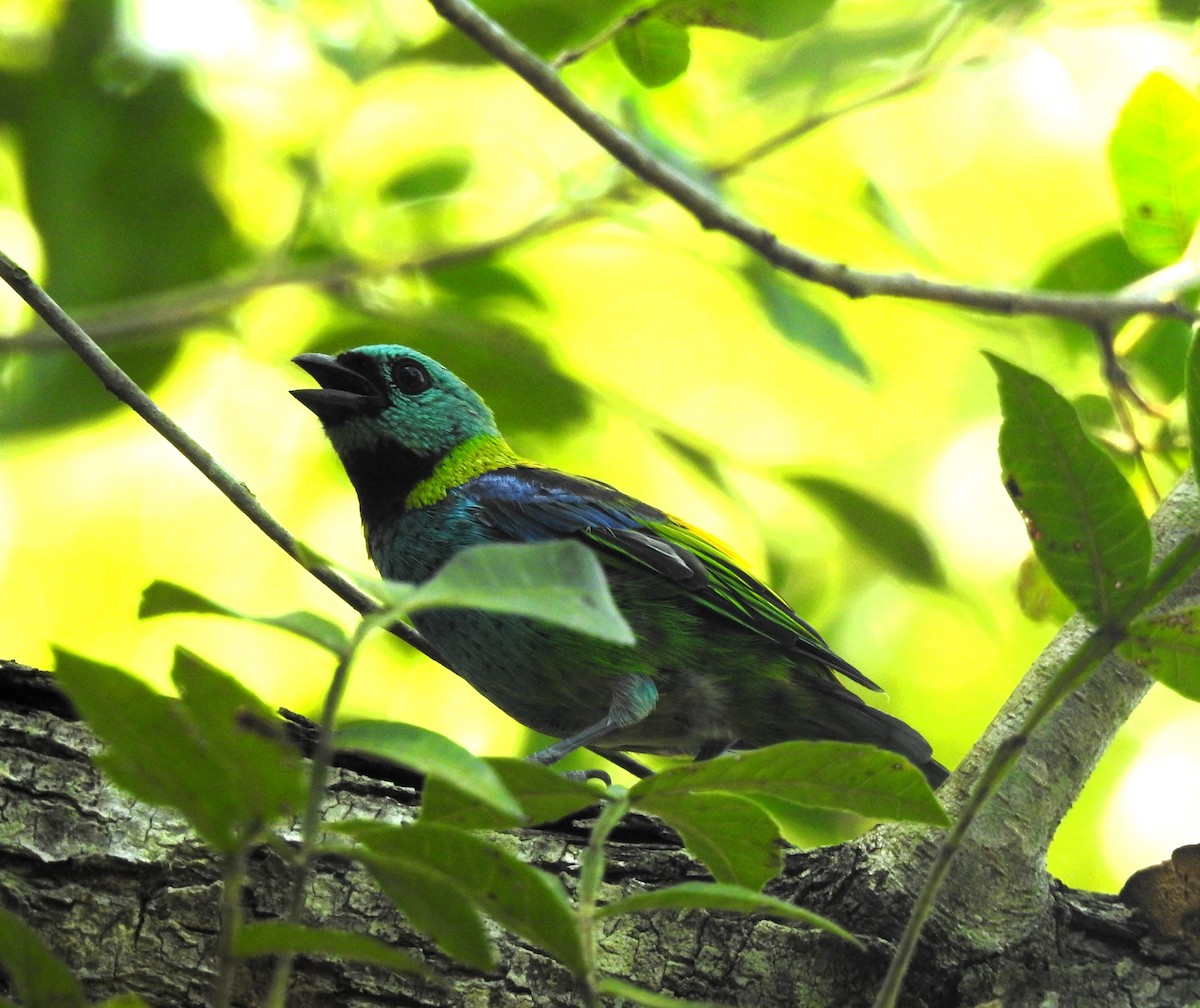 Green-headed Tanager - Albeiro Erazo Farfán