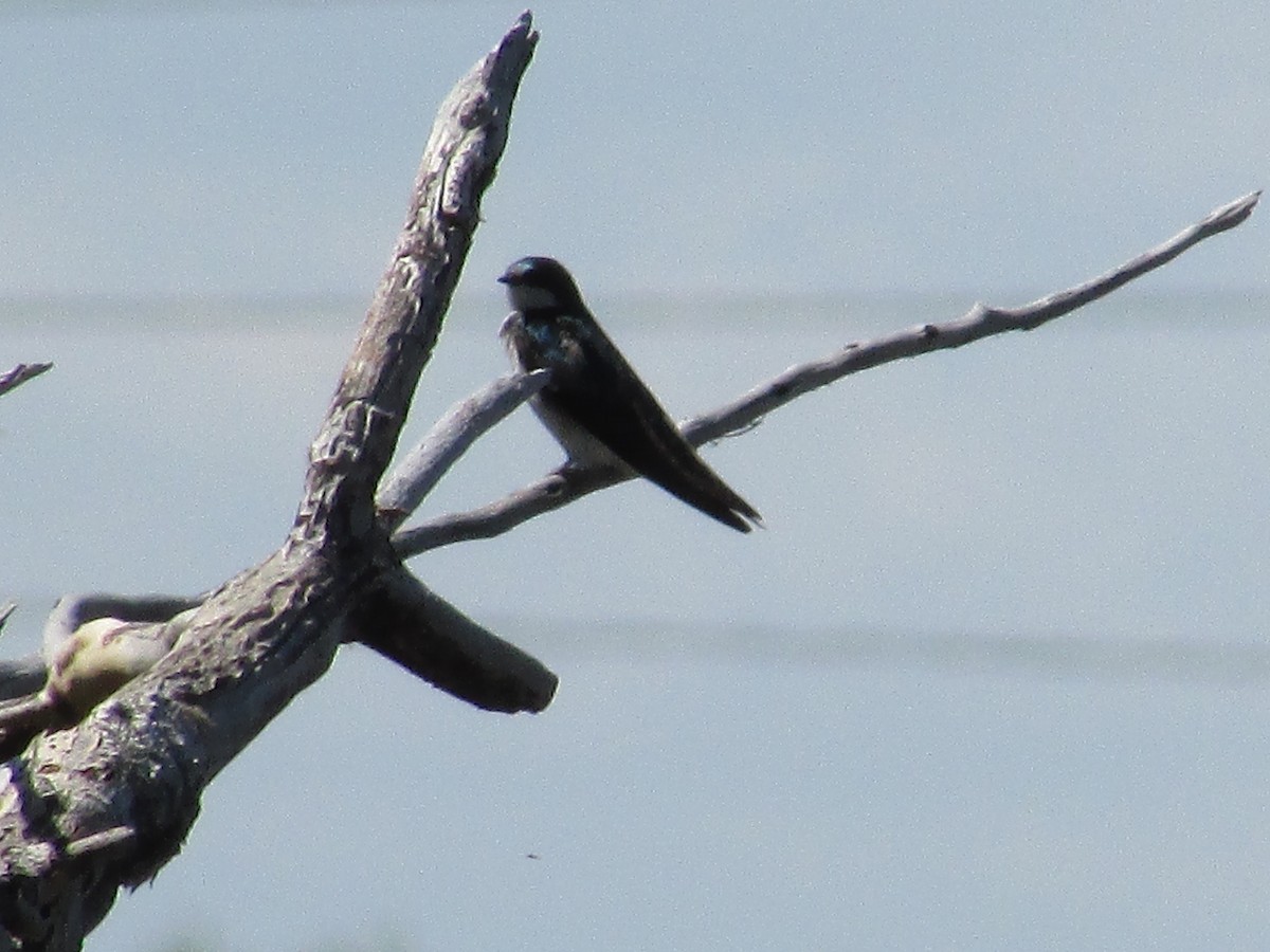Tree Swallow - Felice  Lyons
