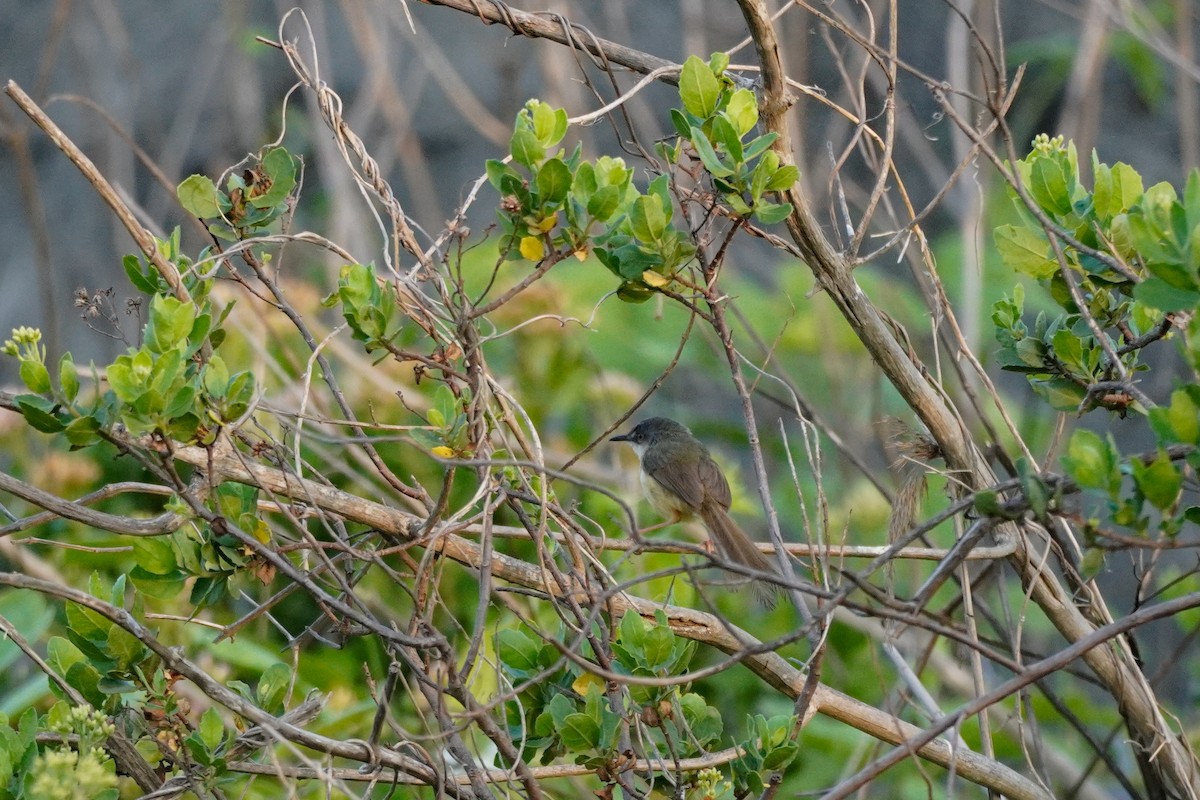 Yellow-bellied Prinia - Shih-Chun Huang