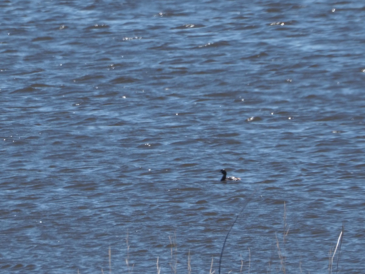 Pied-billed Grebe - ML619262667